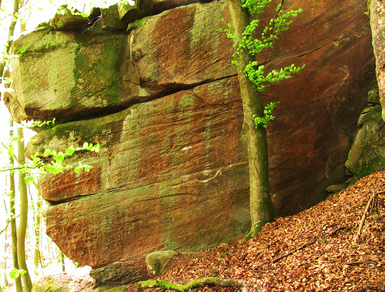 Das Gedächtnis des Wassers