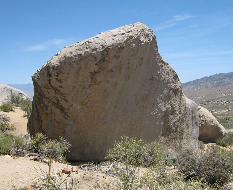 Mandala & Smooth Shrimp