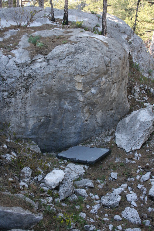 Hydroponic Team (7A)