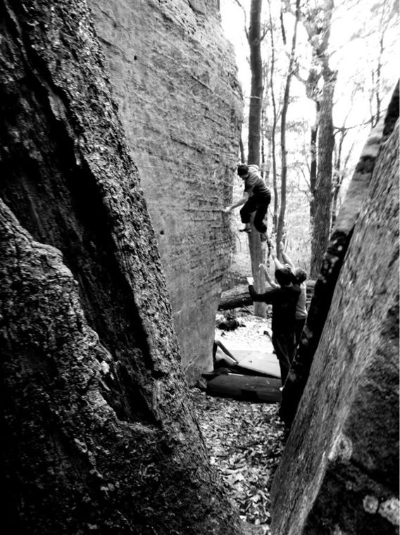 Tilted Tree Corridor