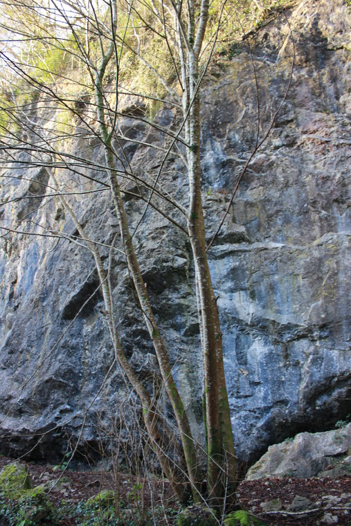 The Love of Ivy Area