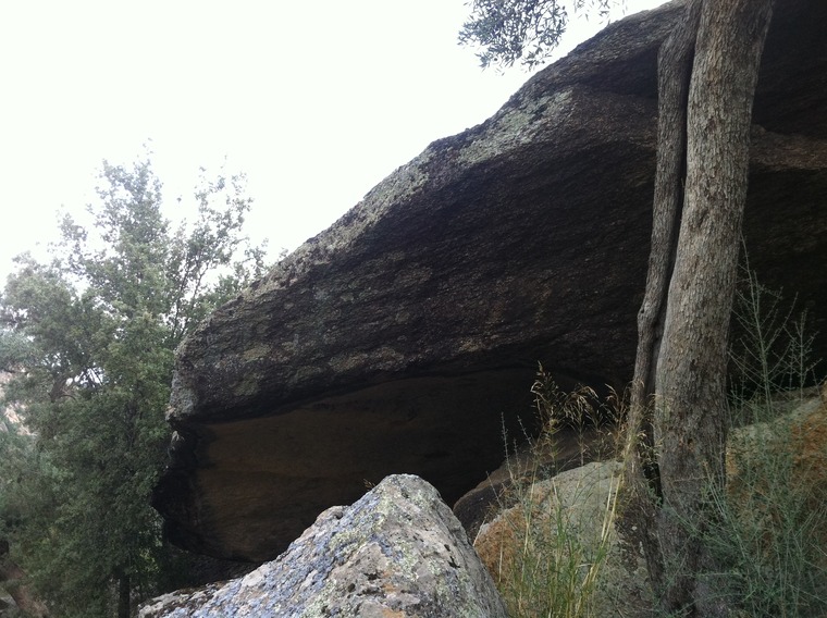 Black Rebel Shepperds Club