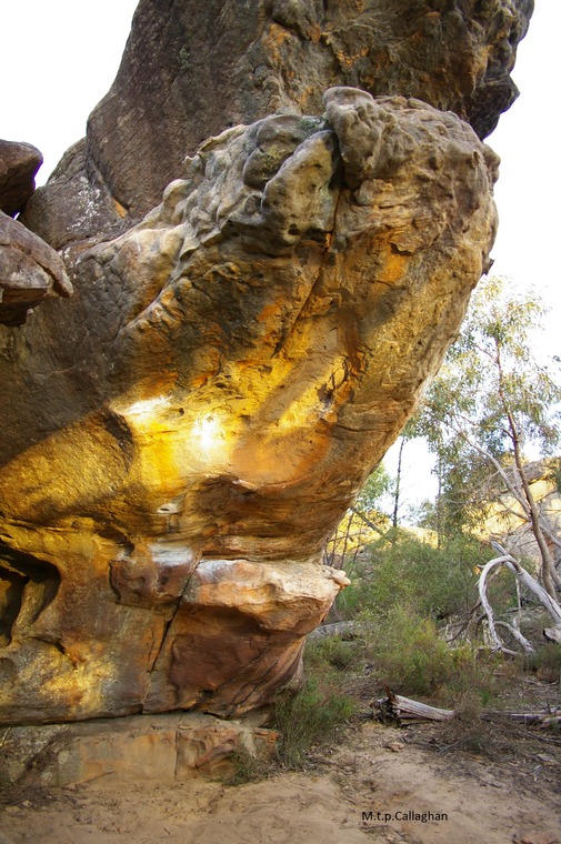 Gourmet Cats & Da lai