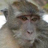 Bartłomierz Krzepki