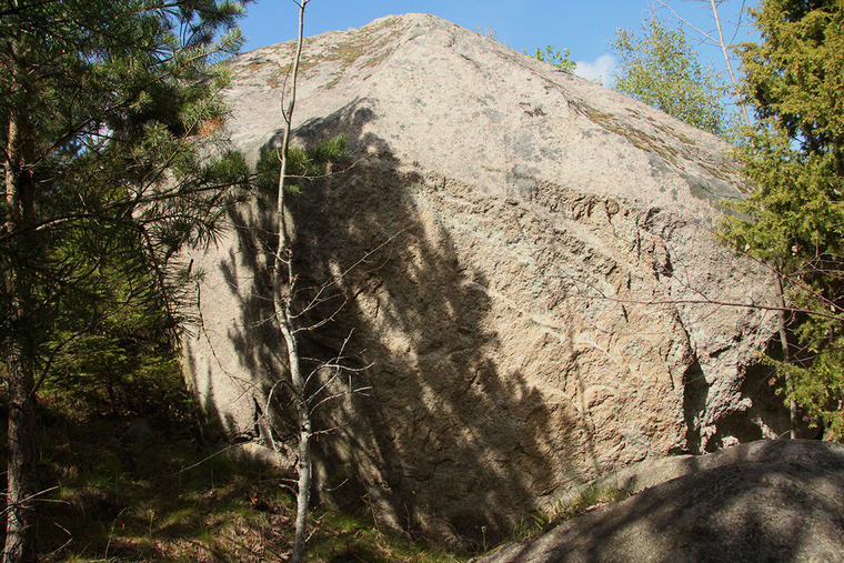 Björkskogen
