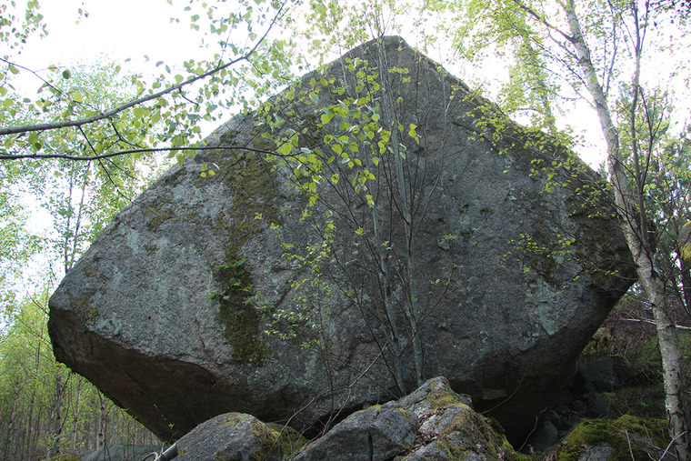 Björkskogen
