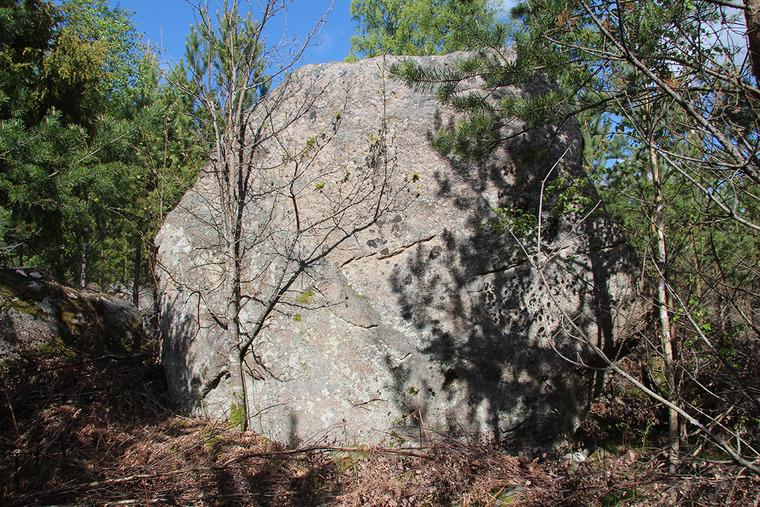 Björkskogen