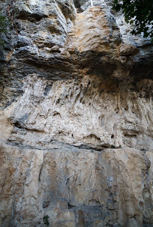 Schlangenkopf -4