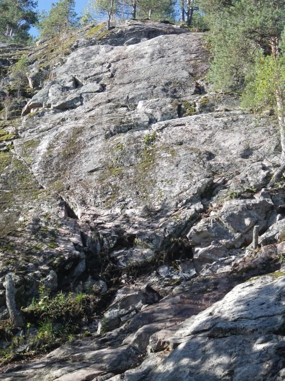 сектор Red Fox