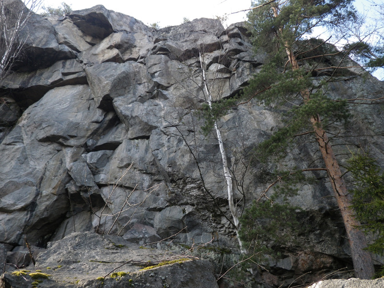 сектор Джунгли