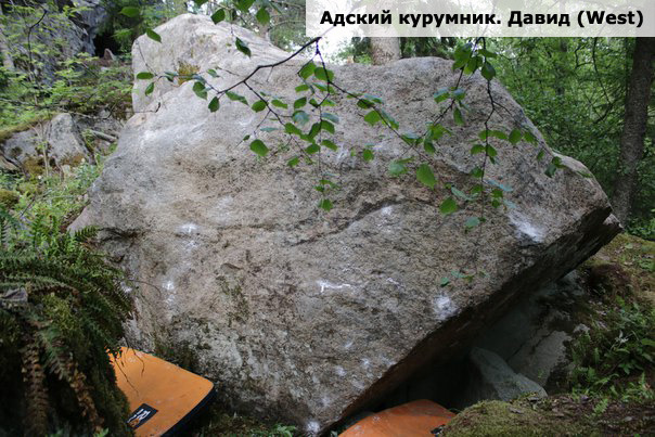 Адский курумник