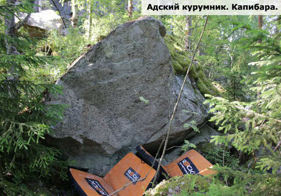 Адский курумник