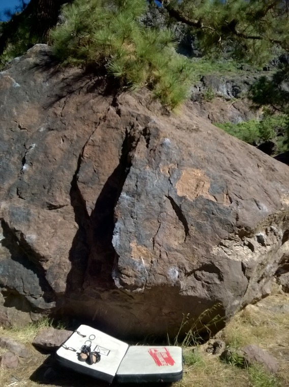 Rock leaning on a fir tree