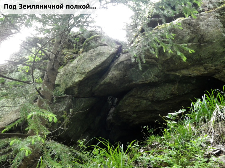 Адский курумник