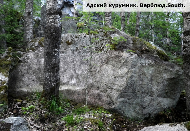 Адский курумник