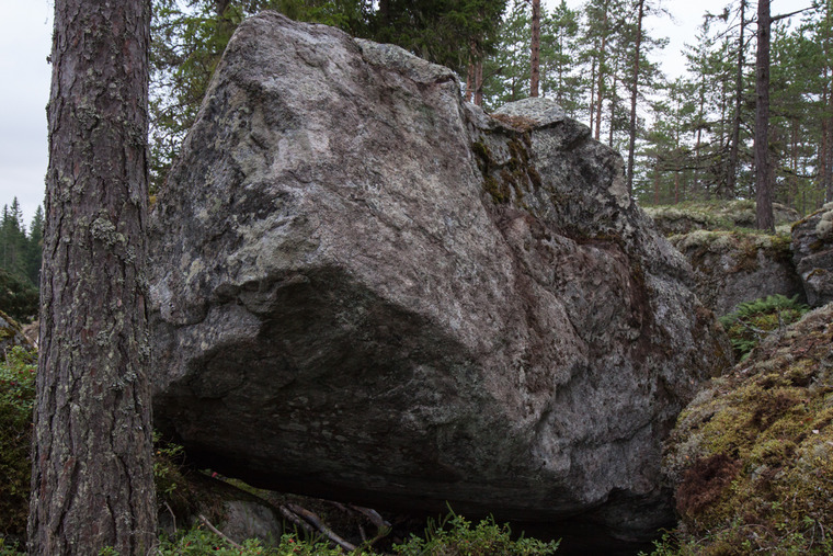 Sea cliffs in the woods