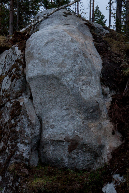 Sea cliffs in the woods