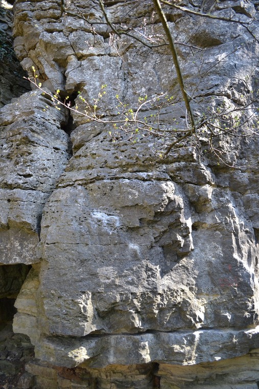 Bereich 2 - Vogelwild