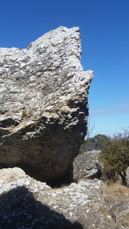 Den ullhåriga noshörningen