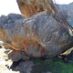 Black scorpion thumbnail