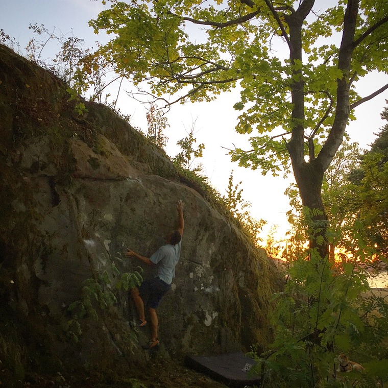 Hvit haletipp-steinen