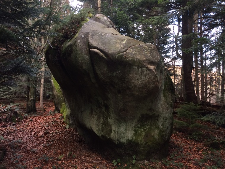 Восьминіг/Octopus