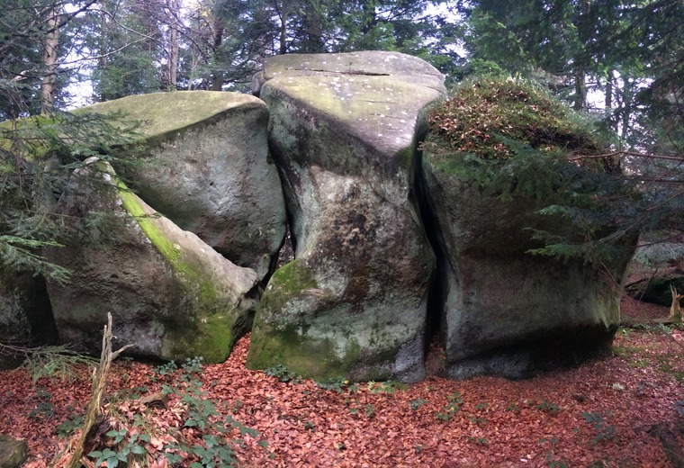 Восьминіг/Octopus