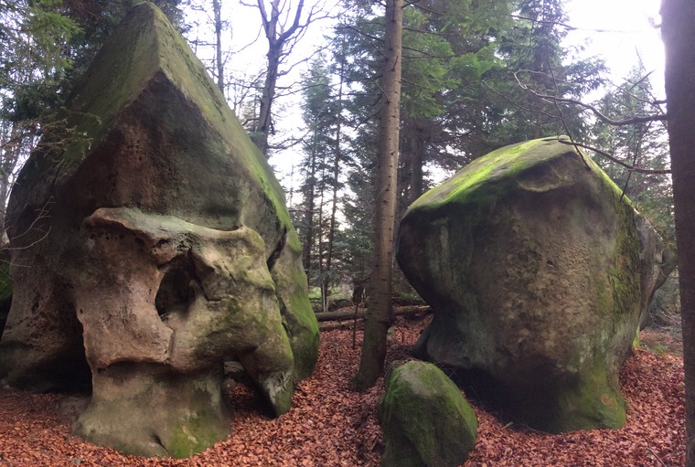 Восьминіг/Octopus