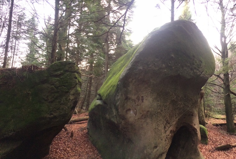 Восьминіг/Octopus