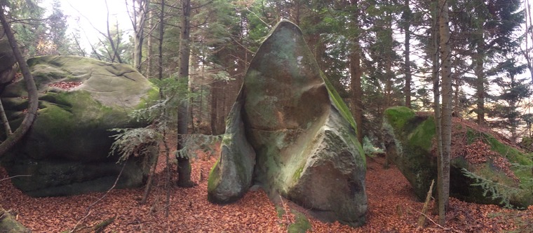 Восьминіг/Octopus