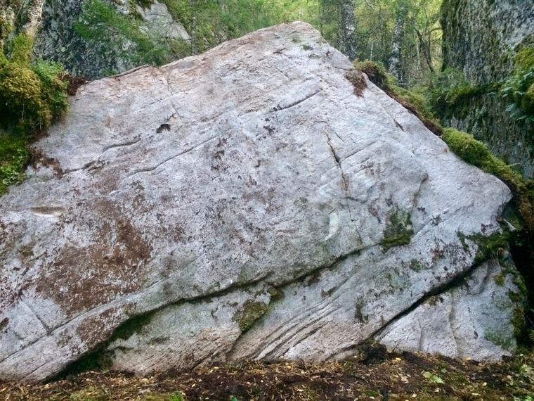 Svinsvaet og hornsvaet