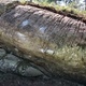 Kleggen thumbnail