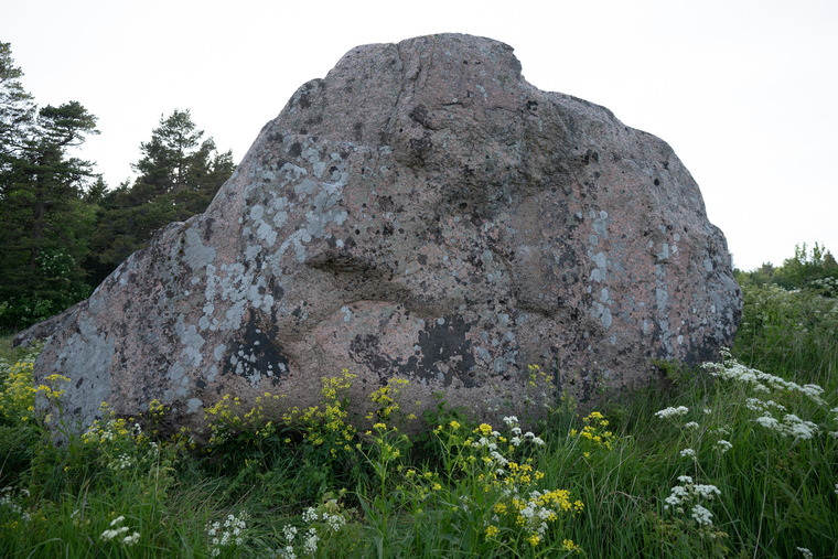 Põõsaspea Rändrahn