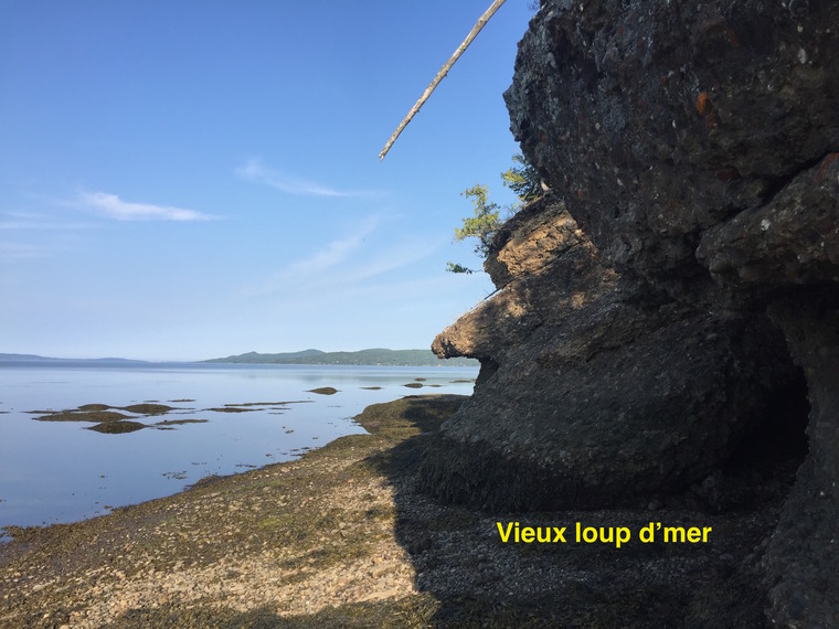 Vieux loup d'mer