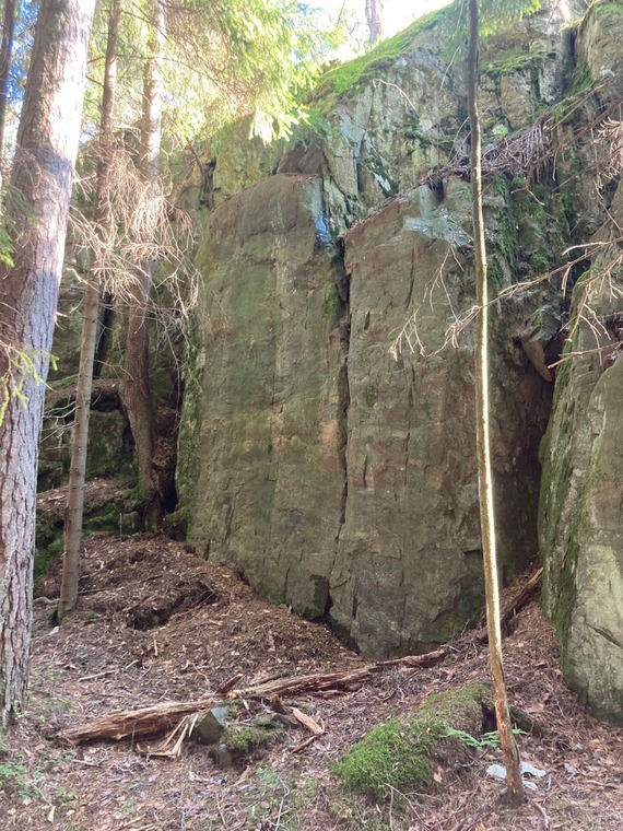 Metsäsektori