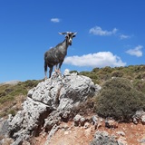 Melanie Saffenreuther