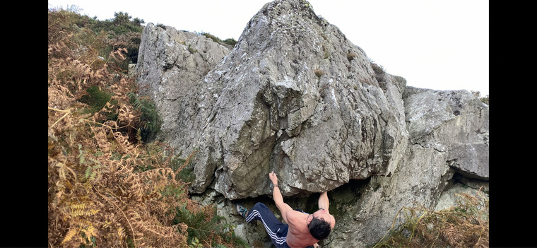 A forest view a view 