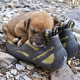 Sezgin Özarslanoğlu