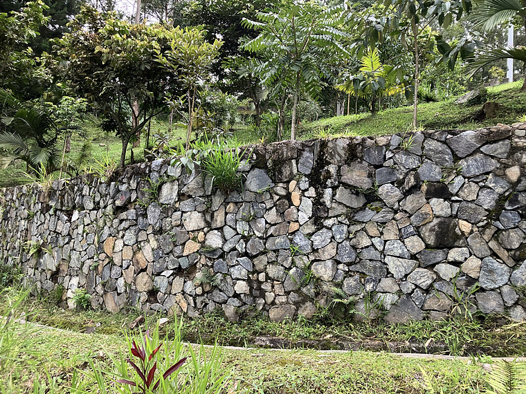 Araña cara de Tigre