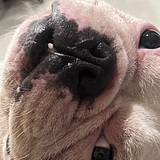 Apisit Rapeepanpianpen